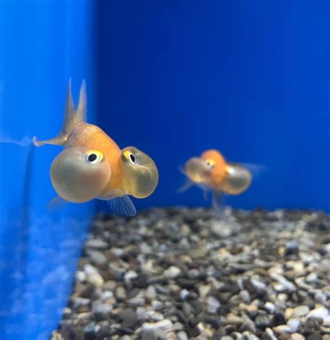 Optimum Aquarium .